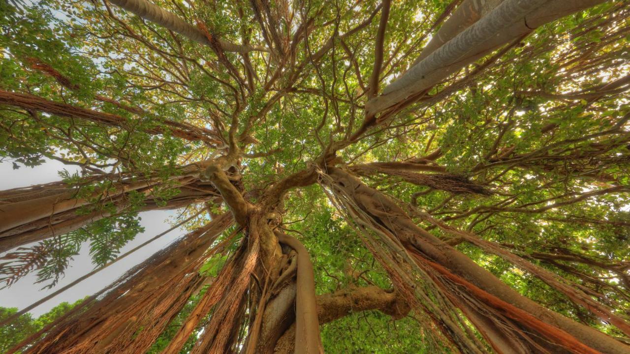 Ferienwohnung The Broken Banyan Lord Howe Island Exterior foto